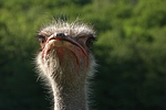 vogelfotos strauss