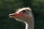 vogelfotos strauss