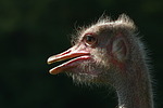 vogelfotos strauss