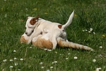 tierfreundschaft tierfreundschaft