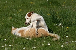 tierfreundschaft tierfreundschaft