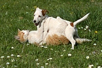 tierfreundschaft tierfreundschaft