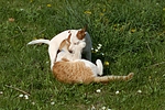 tierfreundschaft tierfreundschaft