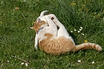 tierfreundschaft tierfreundschaft