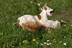 tierfreundschaft tierfreundschaft