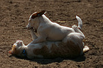 tierfreundschaft tierfreundschaft