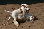 tierfreundschaft tierfreundschaft