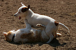 tierfreundschaft tierfreundschaft