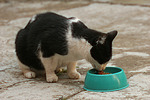katzenfotos hauskatze