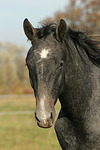 pferdefotos sachsen_anhaltiner_warmblut