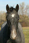pferdefotos sachsen_anhaltiner_warmblut