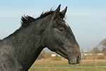 pferdefotos sachsen_anhaltiner_warmblut