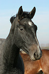 pferdefotos sachsen_anhaltiner_warmblut