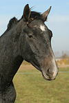 pferdefotos sachsen_anhaltiner_warmblut