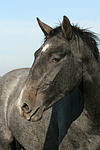 pferdefotos sachsen_anhaltiner_warmblut