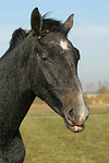 pferdefotos sachsen_anhaltiner_warmblut