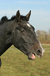 pferdefotos sachsen_anhaltiner_warmblut