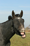 pferdefotos sachsen_anhaltiner_warmblut