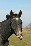 pferdefotos sachsen_anhaltiner_warmblut