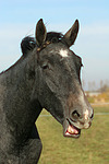 pferdefotos sachsen_anhaltiner_warmblut