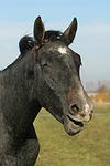 pferdefotos sachsen_anhaltiner_warmblut