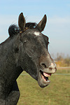 pferdefotos sachsen_anhaltiner_warmblut
