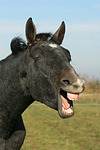 pferdefotos sachsen_anhaltiner_warmblut
