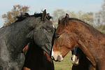 pferdefotos deutsches_reitpony