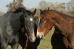 pferdefotos deutsches_reitpony