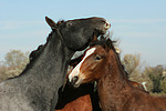 pferdefotos deutsches_reitpony