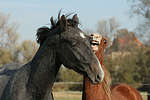 pferdefotos deutsches_reitpony