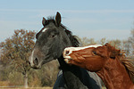 pferdefotos deutsches_reitpony