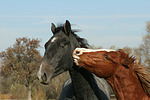 pferdefotos deutsches_reitpony