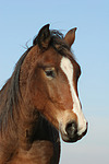pferdefotos deutsches_reitpony