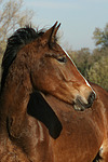 pferdefotos deutsches_reitpony