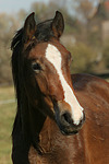pferdefotos deutsches_reitpony