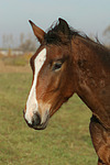 pferdefotos deutsches_reitpony