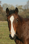 pferdefotos deutsches_reitpony