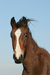 pferdefotos deutsches_reitpony