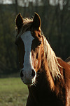 pferdefotos deutsches_reitpony