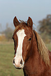 pferdefotos deutsches_reitpony