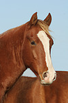 pferdefotos deutsches_reitpony