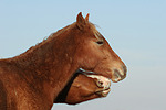 pferdefotos deutsches_reitpony