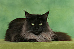 katzenfotos maine_coon