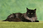 katzenfotos maine_coon