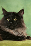 katzenfotos maine_coon
