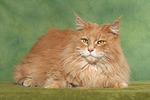 katzenfotos maine_coon