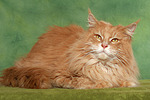 katzenfotos maine_coon