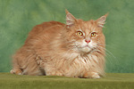 katzenfotos maine_coon