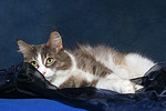 katzenfotos maine_coon